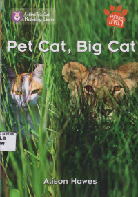 Pet Cat, Big Cat